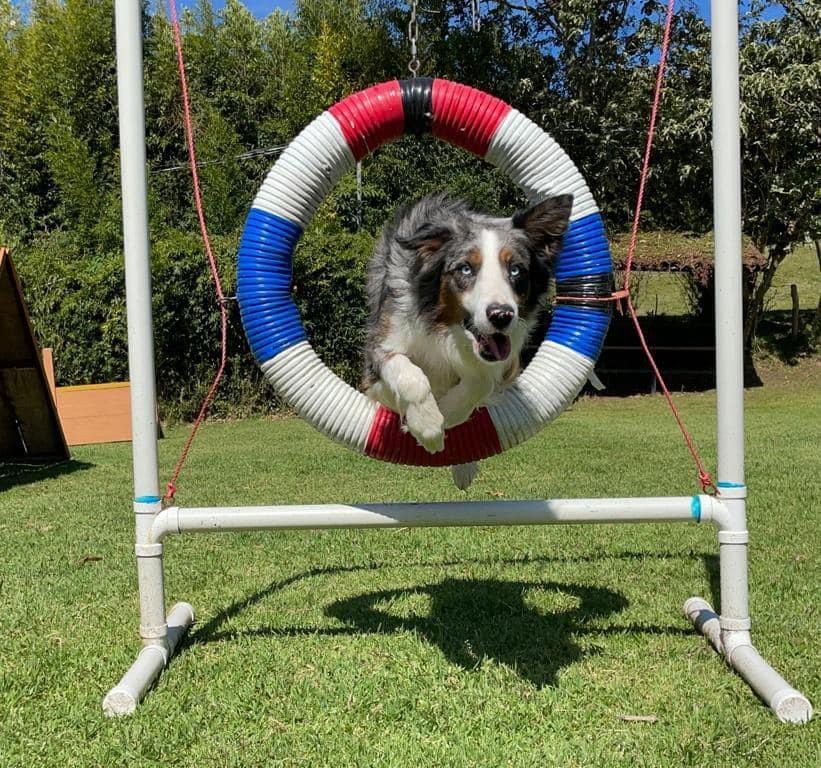 Show de agilidad canina: 