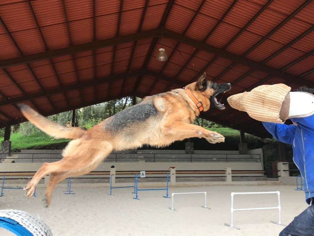 Exhibición de perro policía: 